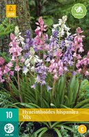 Hyacinthoides hispanica mix 10 stuks