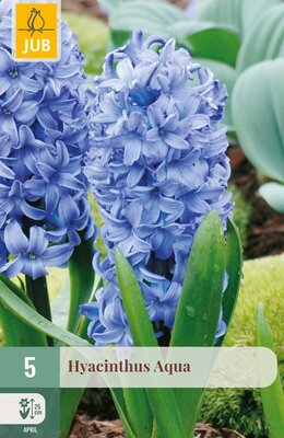 Hyacinthus Aqua, 5 stuks