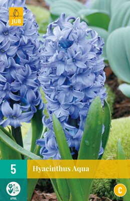 Hyacinthus aqua 5 stuks