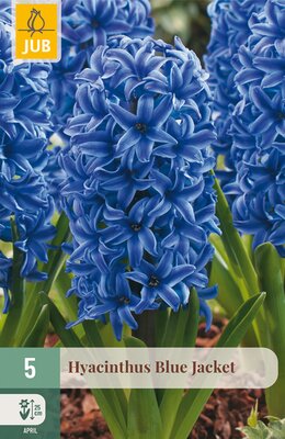 Hyacinthus Blue Jacket, 5 stuks