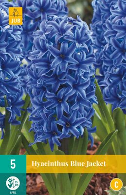 Hyacinthus blue jacket 5 stuks