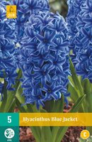 Hyacinthus blue jacket 5 stuks