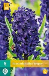 Hyacinthus blue trophy 5st
