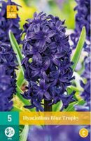Hyacinthus blue trophy 5st