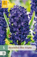Hyacinthus Blue Trophy, 5 stuks