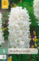 Hyacinthus Carnegie, 5 stuks