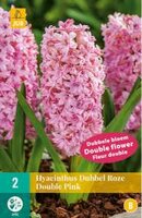 Hyacinthus dubbel roze 2st