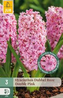 Hyacinthus Dubbel Roze, 3 stuks