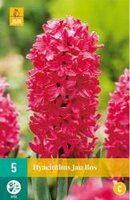 Hyacinthus jan bos 5st