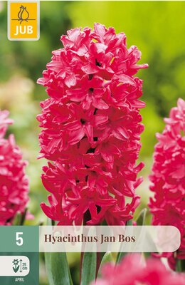 Hyacinthus Jan Bos, 5 stuks