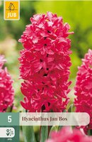 Hyacinthus Jan Bos, 5 stuks