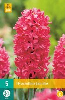 Hyacinthus jan bos 5st - afbeelding 4