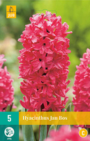Hyacinthus jan bos 5st - afbeelding 2