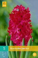 Hyacinthus jan bos 5st - afbeelding 3