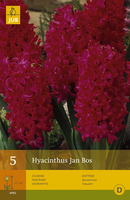 Hyacinthus jan bos 5st - afbeelding 4