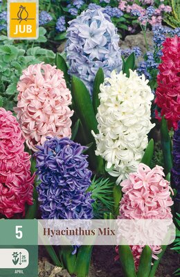 Hyacinthus Mix, 5 stuks