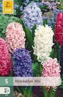 Hyacinthus Mix, 5 stuks
