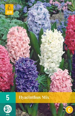 Hyacinthus mix 5 stuks