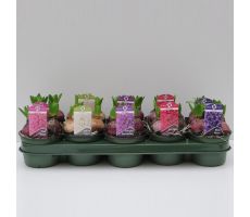 Hyacinthus orie. ...mix, pot 12 cm, h 15 cm