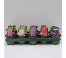 Hyacinthus orie.   ...mix, pot 12 cm, h 15 cm