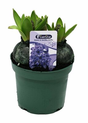 Hyacinthus orie. 'Pearl Blue, pot 12 cm, h 15 cm