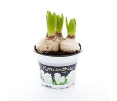 hyacinthus orientalis'white pearl' p12 - afbeelding 2