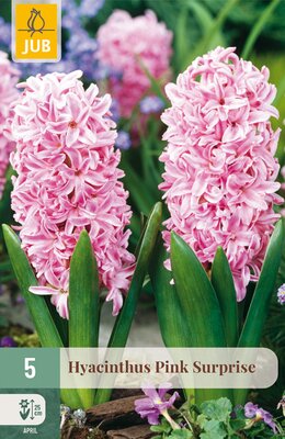 Hyacinthus Pink Surprise, 5 stuks