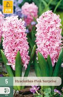 Hyacinthus Pink Surprise, 5 stuks