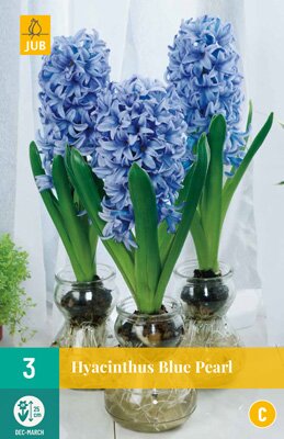 Hyacinthus voor glas blue pearl 3 stuks