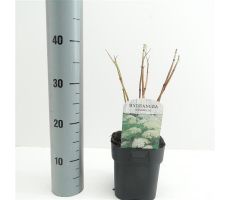 Hydrangea arb. 'Annabelle, pot 17 cm, h 25 cm - afbeelding 1