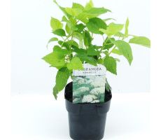 Hydrangea arb. 'Annabelle, pot 17 cm, h 25 cm - afbeelding 2