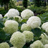 Hydrangea arb. 'Strong Annabelle, pot 19 cm, h 35 cm - afbeelding 4