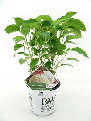 Hydrangea arb. Strong Annabelle, pot 19 cm, h 50 cm - afbeelding 1