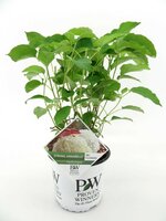 Hydrangea arb. Strong Annabelle, pot 19 cm, h 50 cm - afbeelding 1