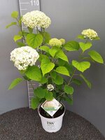 Hydrangea arb. Strong Annabelle, pot 19 cm, h 50 cm - afbeelding 2
