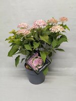 Hydrangea arbo invincibelle mix kleuren, pot 19 cm, h 50 cm