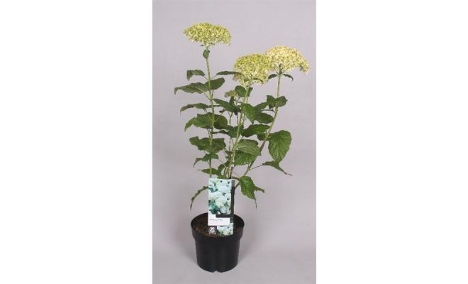 Hydrangea arborescens 'Annabelle, pot 17 cm, h 30 cm