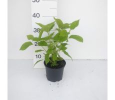 Hydrangea Arborescens Annabelle, pot 19 cm - afbeelding 2
