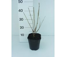 Hydrangea Arborescens Annabelle, pot 19 cm - afbeelding 3
