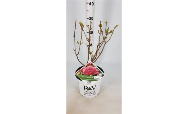 Hydrangea arb. Pink Annabelle, pot 19 cm, h 35 cm