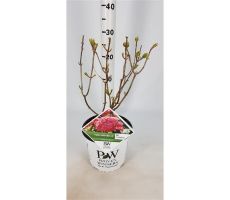 Hydrangea arb. Pink Annabelle, pot 19 cm, h 35 cm