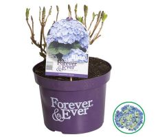 Hydrangea Forever & Ever Blue - afbeelding 4