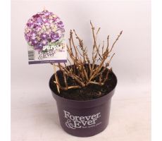 Hydrangea Forever & Ever Purple