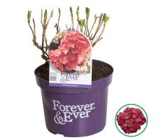 Hydrangea macr. Forever & Ever Red, pot 23 cm, h 40 cm - afbeelding 3