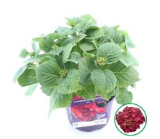 Hydrangea macr. Forever & Ever Red, pot 23 cm, h 40 cm - afbeelding 2