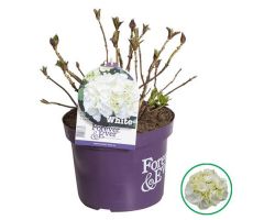 Hydrangea macr. Forever & Ever White, pot 23 cm, h 40 cm - afbeelding 2