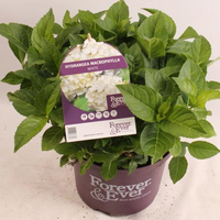 Hydrangea macr. Forever & Ever White, pot 23 cm, h 40 cm - afbeelding 5