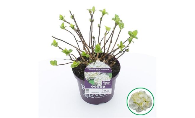 Hydrangea macr. Forever & Ever White, pot 23 cm, h 40 cm - afbeelding 1