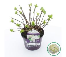 Hydrangea macr. Forever & Ever White, pot 23 cm, h 40 cm - afbeelding 1