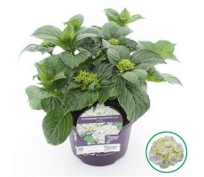 Hydrangea macr. Forever & Ever White, pot 23 cm, h 40 cm - afbeelding 4